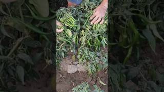 Mircha Khet Mein Mircha Dikhane Ka Short Video