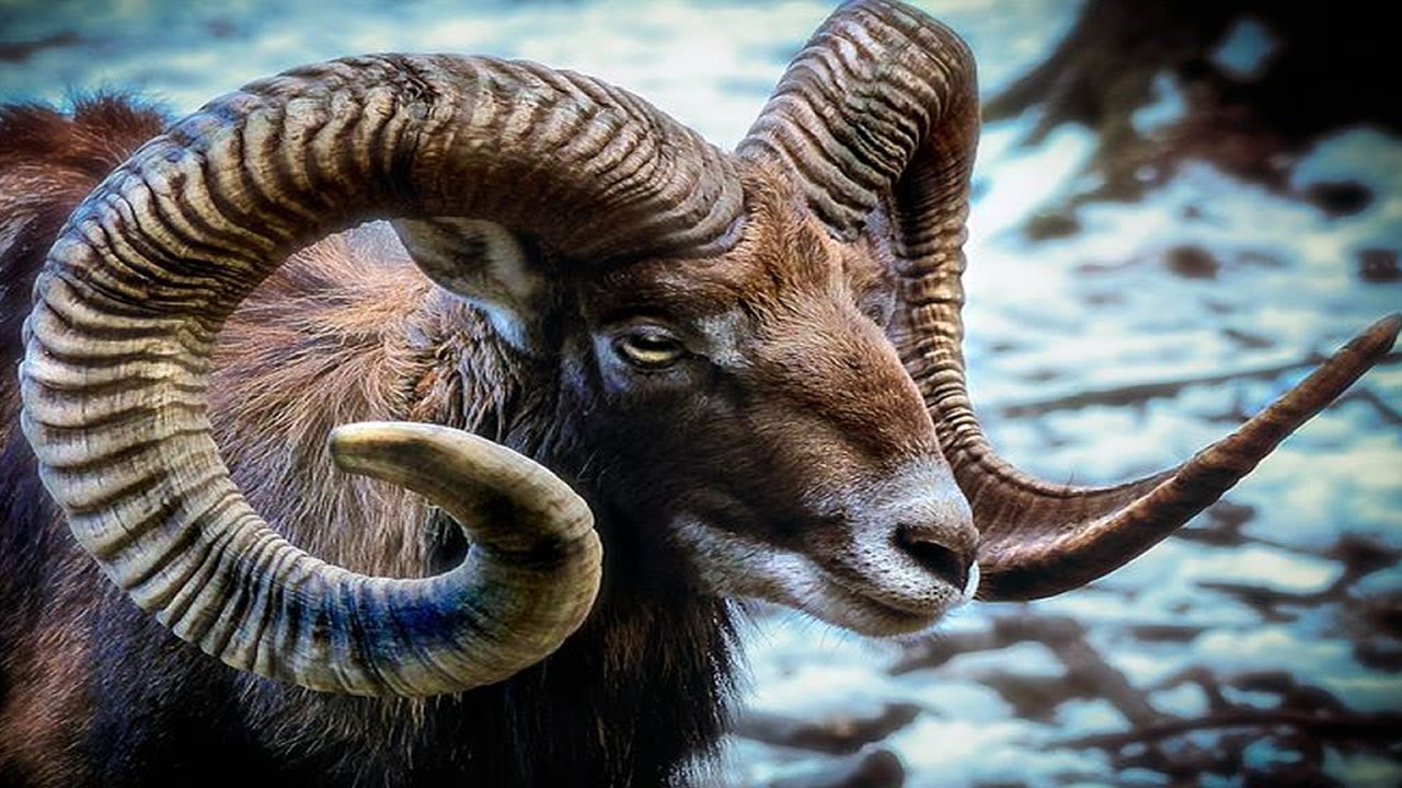 6 Animaux Avec Les Plus Grosses Cornes Du Monde - YouTube