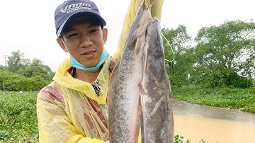 Câu cá ngày mưa bão