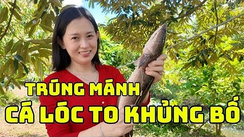 CẤM CÂU MÙA NƯỚC DÍNH CÁ LÓC KHỦNG GẦN CẢ KG LÀM NỒI CHÁO CÁ ĐẬM CHẤT MIỀN TÂY| HPS CHANNEL