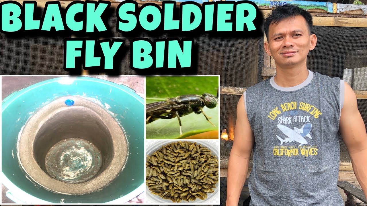 BLACK SOLDIER FLY BIN | FREE RANGE CHICKEN