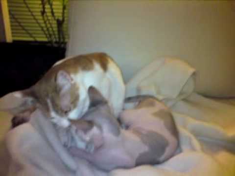 No.11 Sphynx cat Noong get pretty - Katzenwäsche- wie hält man ein Sphynx sauber?! Nr.11