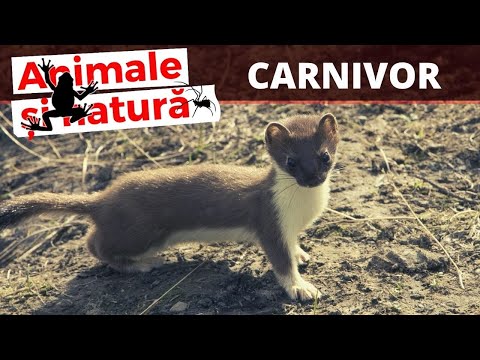 Video: Diferența Dintre Stoat și Nevăstuică