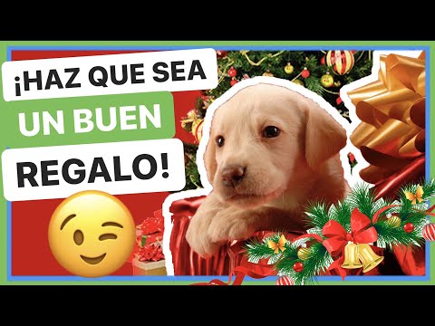 Video: ¿Qué hay realmente en un regalo para perros? ¿Cómo sé qué es seguro?