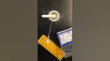 Tissue Homogenization on Liquid Nitrogen