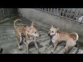 chó phú quốc lấy giống, vũ điệu cồng chiêng. Phu Quoc dog breeds, dances gongs. 0888249249.