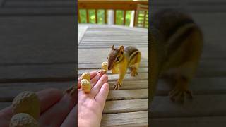 FEEDING CHIPMUNKS PEANUTS 🥜🐿😋 #shorts