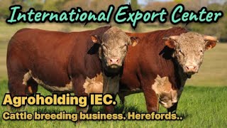 Livestock Business. Breeding cattle Hereford. Agroholding IEC. Farming.