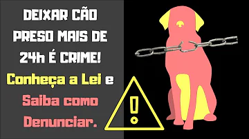 Como fazer uma denúncia de um canil clandestino?