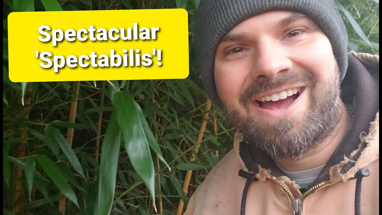 'Spectabilis' Bamboo A Spectacular Specimen! YouTube