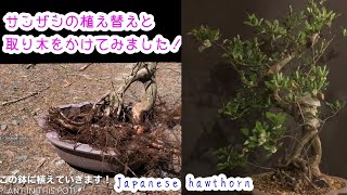 サンザシの植え替えと針金結束で取り木をかけてみました^ - ^