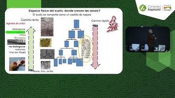 (English) Condición física del suelo y desarrollo radicular: una relación clave para el rendimiento