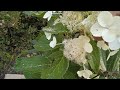"" ГОТОВИМ САНИ....."". ? ИЛИ КАК Я МУЛЬЧИРУЮ ПОСАДКИ..
