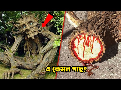 ভিডিও: পৃথিবীর সবচেয়ে অস্বাভাবিক গাছ