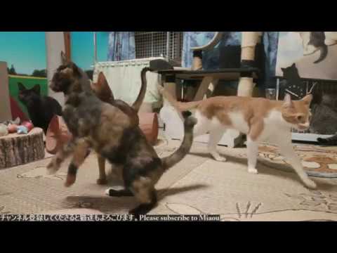 2018.8.31 猫日記　Cats diary. August 31, 2018 【Miaou みゃう】