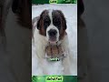 Snowstorm Hero With a Giant Heart #shorts #DogLife