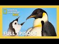 Secrets of the Penguins Full Episode 🐧🤫 | Heart of the Emperors | 40 Minutes | Nat Geo Kids