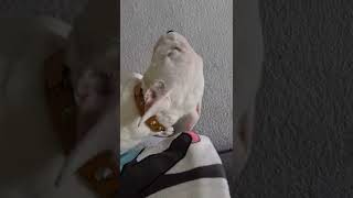 Mini Bull Terrier Luna Luna Luna