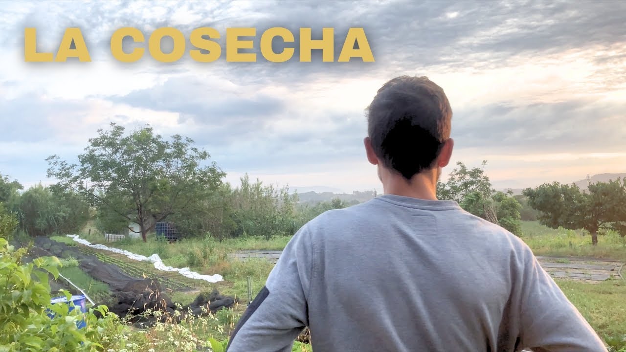 Un dia de COSECHA en la HUERTA COMERCIAL