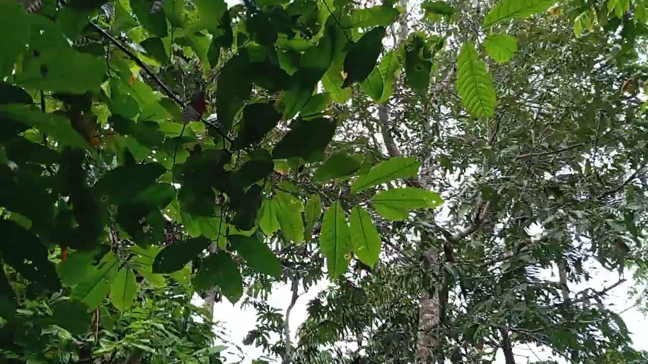 Cantos y comportamientos interespecificos entre Cyanocorax violaceus & Psarocolius angustifrons