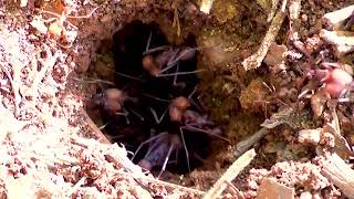 Formiga Saúva Atta Spp, Atta Leaf-Cutter Ants, A Rotina No Formigueiro Para Manter A Prole.