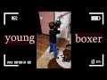 Young boxer / юний боксер