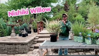 Hakuro Nishiki Willow - Rohr's Shrub of the Week
