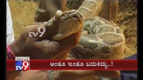 Udupi: 2 Pythons Trapped in a 30ft Well for Two Months Rescued by Fire Dept