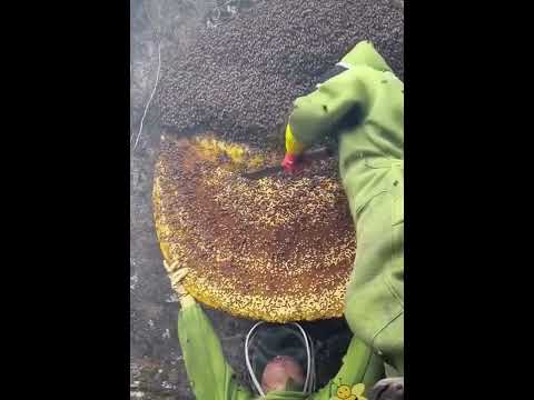 Добываем мед у диких пчел. Очень Опасно!!!
