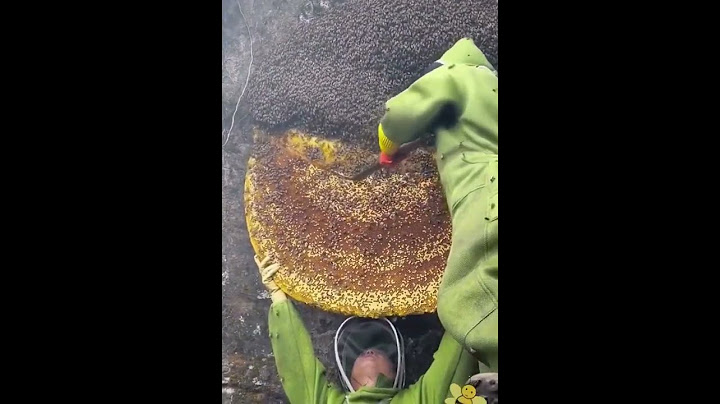 Добываем мед у диких пчел. Очень Опасно!!!