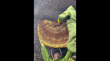 Добываем мед у диких пчел. Очень Опасно!!!