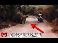 DI BEGAL HARIMAU.. JANTUNG AUTO COPOT 😭 Pertemuan Hewan Buas Di Alam Liar