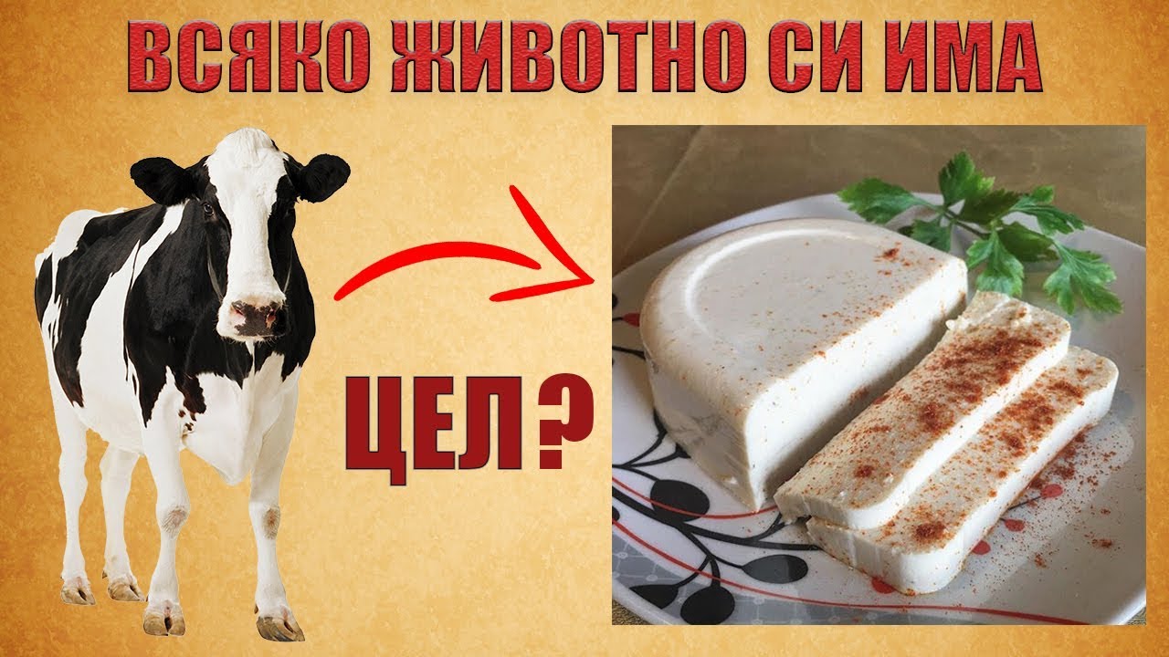 Меню на деня (20) - Животните съществуват ЗА хората