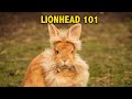Lionhead Behavior The Truth About Lionhead Rabbits