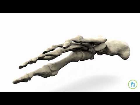 Video: Îmbinarea Degetului Mare
