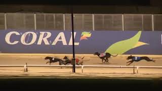 BUBBLY CHARITY Wins Her A5 Race In Trap 5 At Odds Of 13/8 At Romford Last Night #BubblyCharity