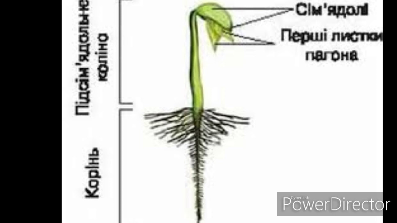 Строение корня фасоли. Эпикотиль и гипокотиль. Строение проростка. Гипокотиль и эпикотиль у растений. Рисунок :зона корня у проростка пшеницы.
