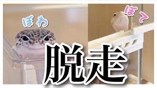 レオパ脱走？！レオパの可愛らしい動きにも注目！！！【ヒョウモントカゲモドキ】