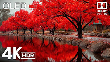 Pure Visual Zen in 4K | Dolby Vision HDR Nature Demo 🌿