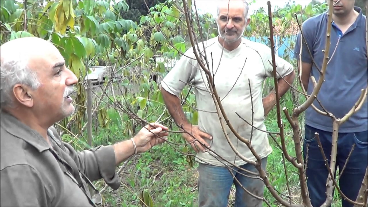 546 ) –  5°) – PRATICAS CULTURAIS DO PESSEGO :- PODA DE  PESSEGUEIRO DE 1 ANO E MEIO   1087a