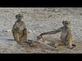 Chobe Baboons