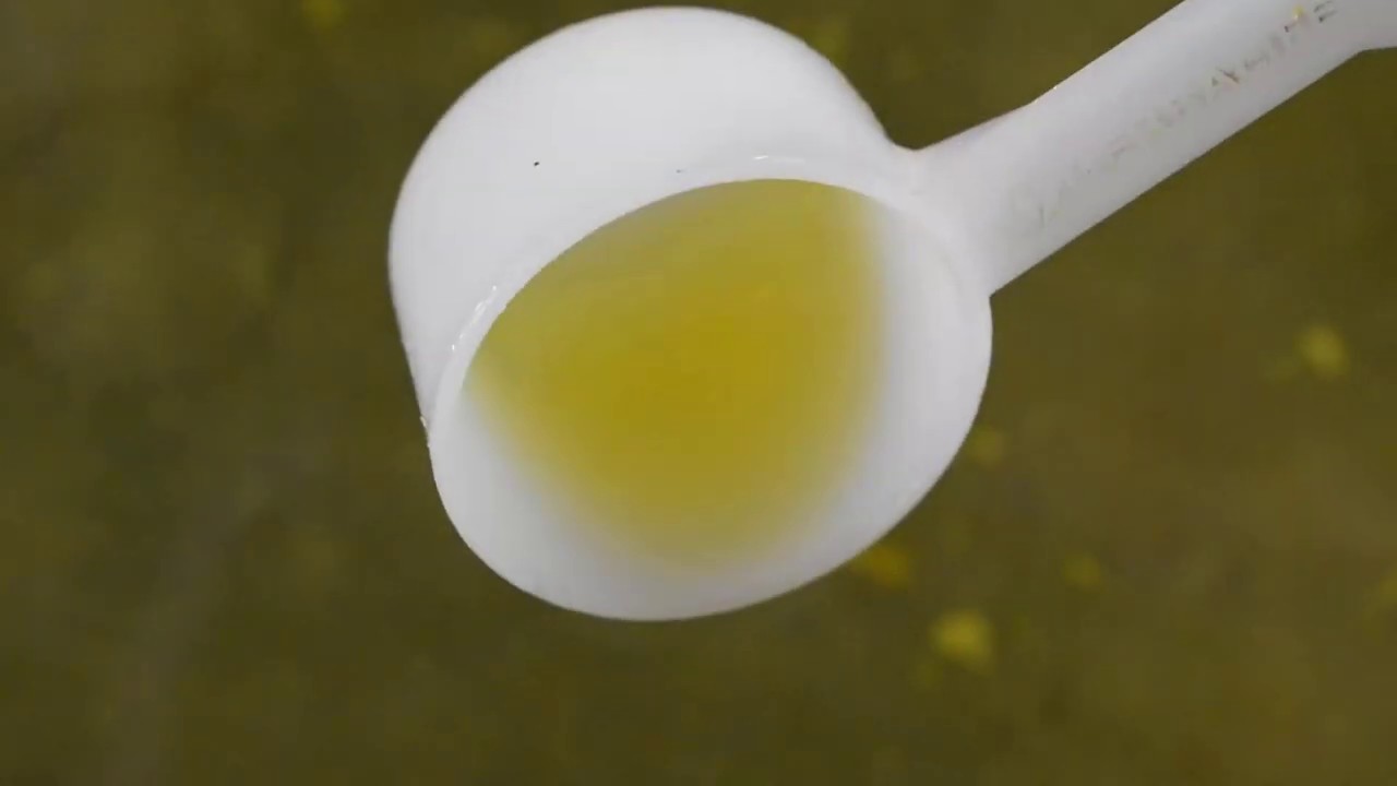 What to feed betta fish fries (HOMEMADE) DIY YouTube