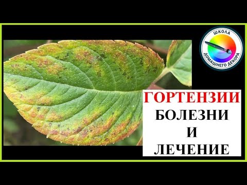 Видео: Болезни пятнистости листьев на гортензиях: узнайте, как лечить пятнистость листьев гортензии