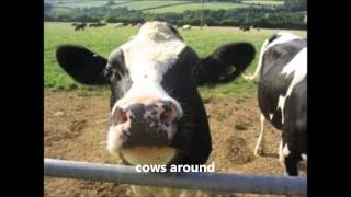 Cows Around chords