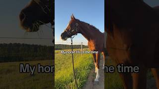 🙄🫠🫠 #equestrian #horse #pony #horses #rider #cheval #pferde #short #shorts #horseriding #pferd