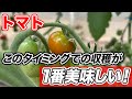 【 とまと…5月23日迄 】 楽天市場】【産地直送】トマト（約1.3kg） 箱 うふふの実 高