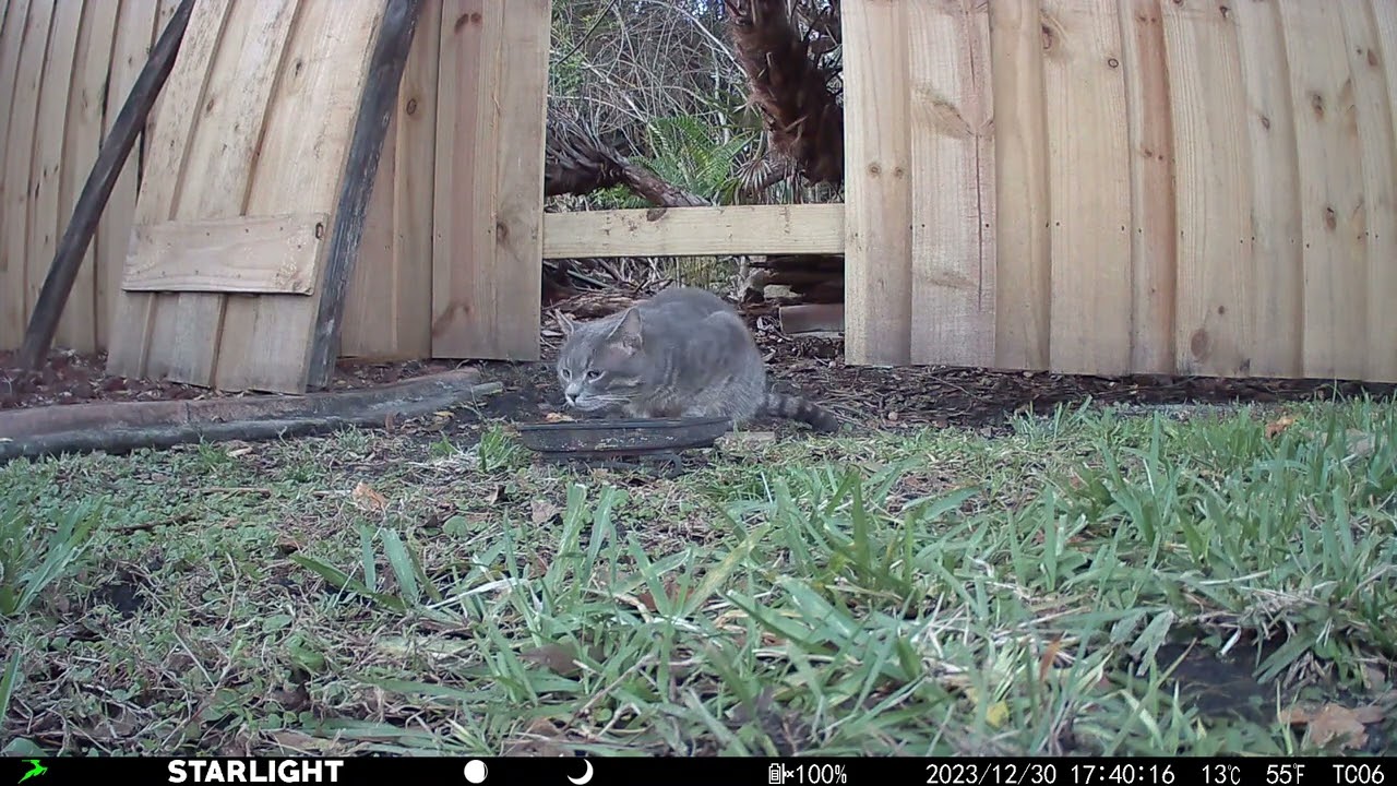 Campark TC06 trail camera video collection part 4