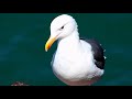 Documentary of seagull birds || secret of sea gull life|| full documentary in short film