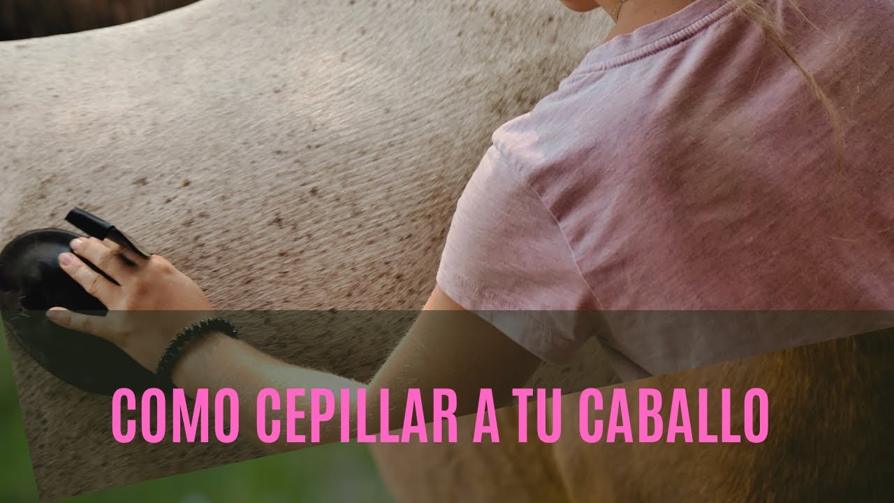 Como cepillar a tu caballo paso a paso 🐴