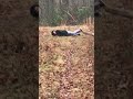 Jr too tired to hike, so he's just gonna roll down/up the hill
